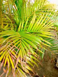 long-and-dry-leaves-of-a-plant