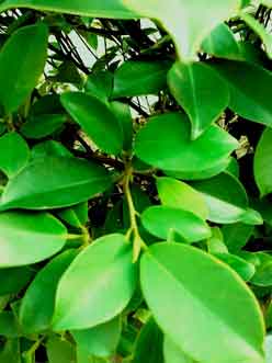 bunch-of-green-leaves-of-plant-in-garden