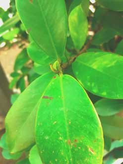new-leaves-starts-to-grow-from-big-plant