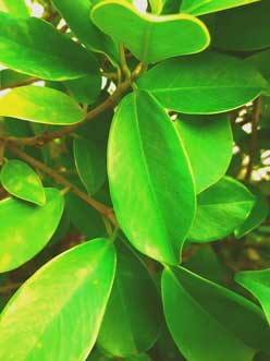 abstract-view-of-big-leaf-in-bunch-of-various-plant-leaves