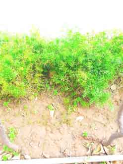Selective-Focus-on-fresh-green-grass-in-soil
