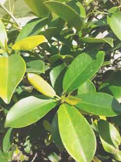 big-green-leaves-of-plant-in-natural-sunlight