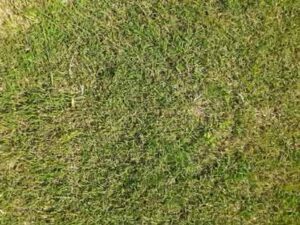 Shallow-depth-of-field-of-grass-in-park