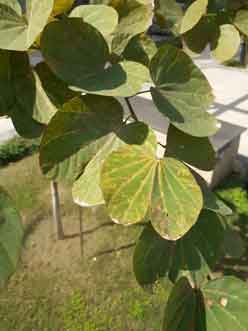 Big-dry-leaves-of-plant-in-park