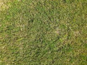 green-grass-in-garden
