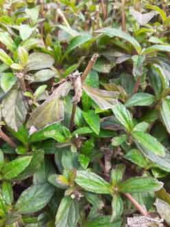 dry-leaves-in-garden-hedge