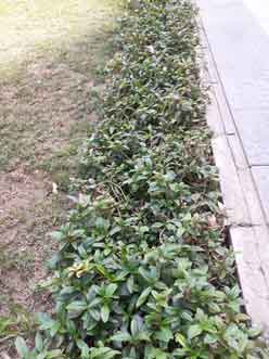 road-side-plants-are-self-sustained
