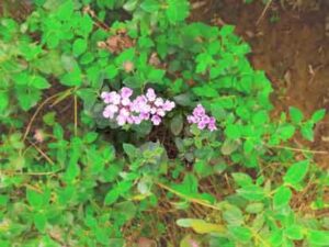 shallow-depth-of-the-field-on-pink-flowers-in-various-green-leaves