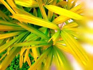 abstract-view-of-grass-leaves-with-background-blur-effect