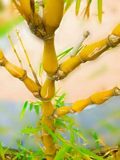 shallow-depth-of-field-of-roots-stem-in-garden