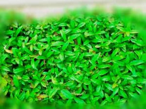 Close-view-of-green-leaves-with-blur-background