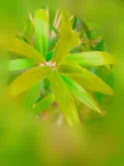 abstract-view-of-new-green-leaves-in-park-with-background-blur-effect