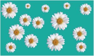 White flower display on cyan background