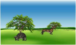 Tortoise and fox wild animals are moving in forest